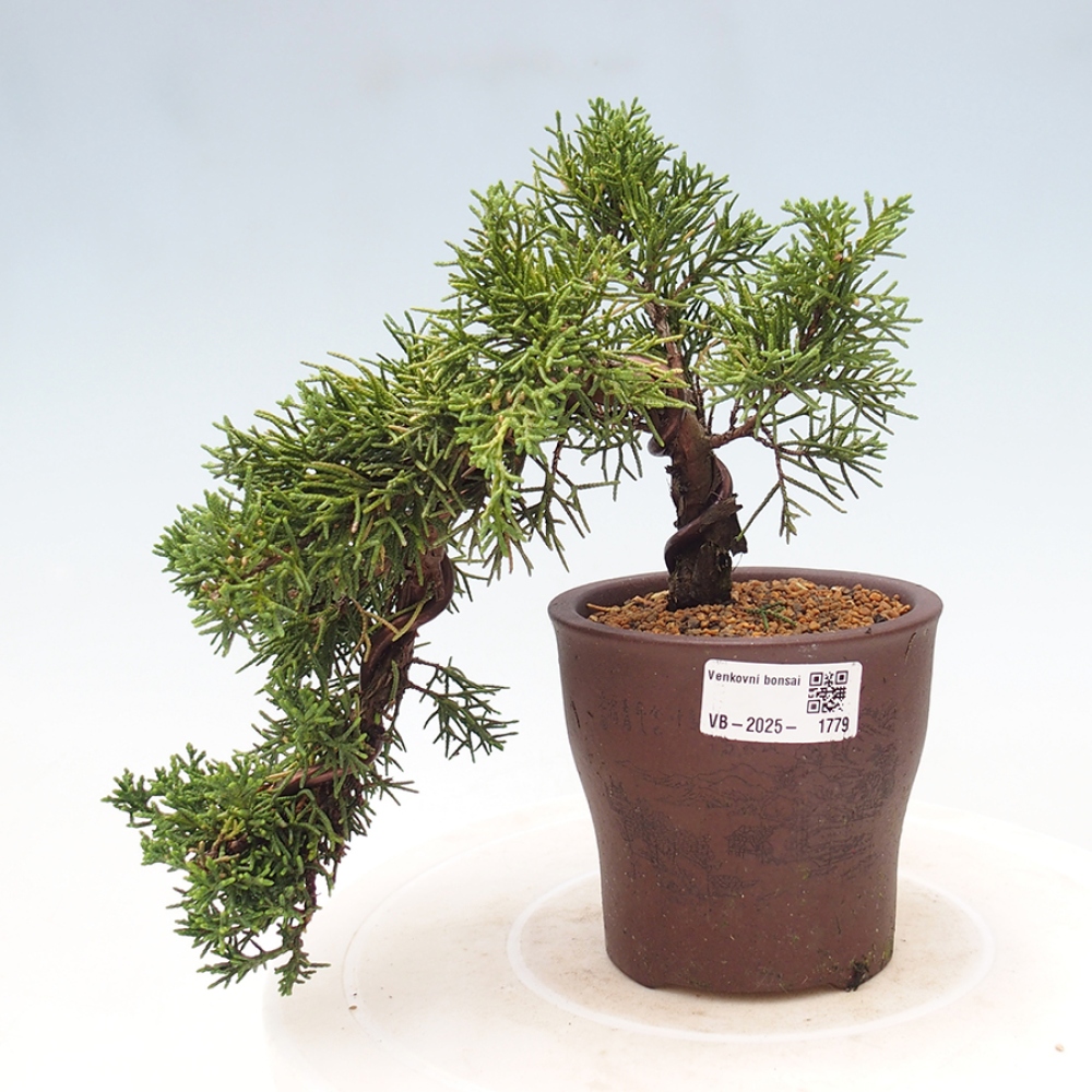 Vonkajší bonsai - Juniperus chinensis Kishu -Jalovec čínsky