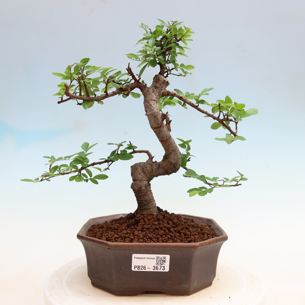 Izbový bonsaj - Ulmus parvifolia - brest malolistý