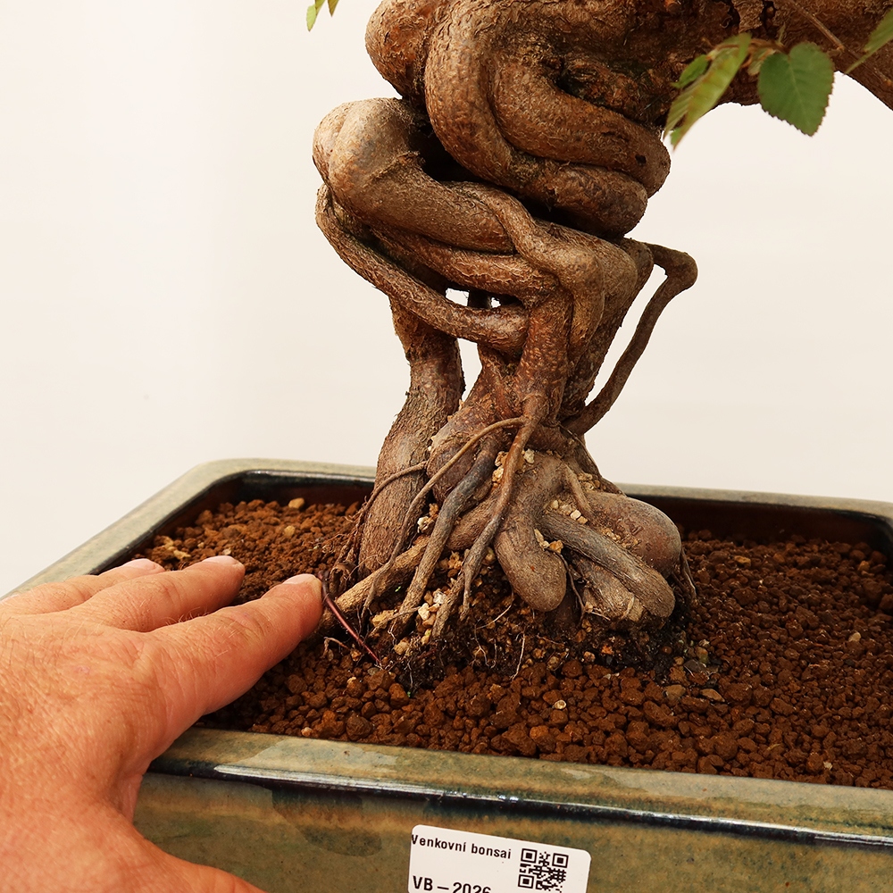Vonkajší bonsai -Carpinus Coreana - Hrab kórejský