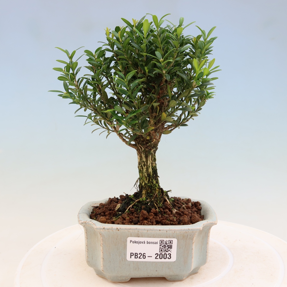 Izbové bonsaje - Buxus harlandii - korkový buxus