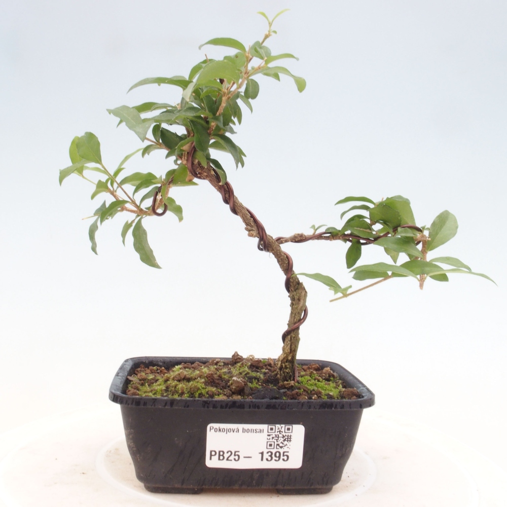 Izbová bonsai - Malpighia coccigera- Barbdorská čerešňa