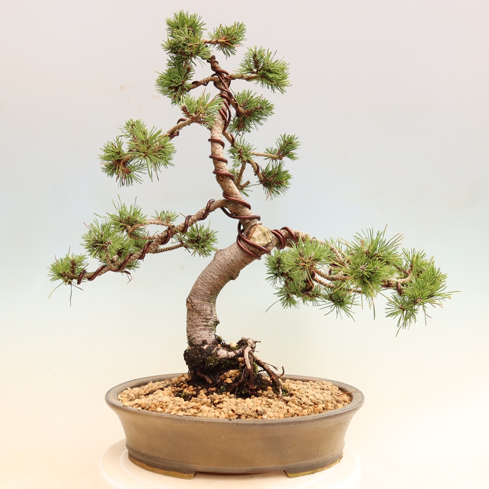 Vonkajšie bonsaje – Pinus mugo Humpy – borovica krivá