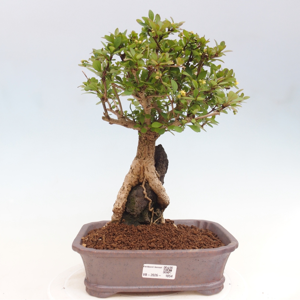 Vonkajšie bonsaje - Berberis coreana
