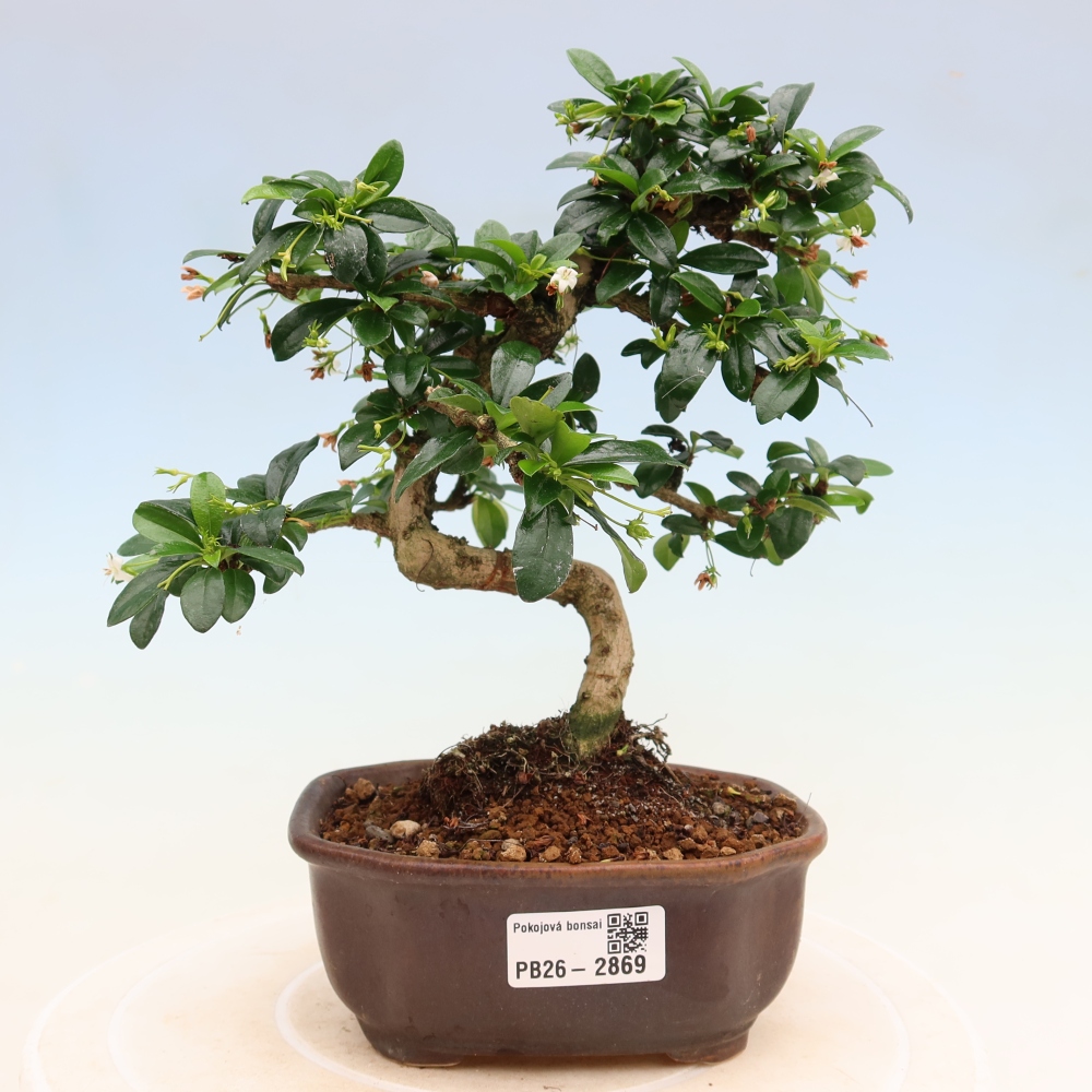 Izbové bonsaje - Carmona macrophylla - Tea fuki
