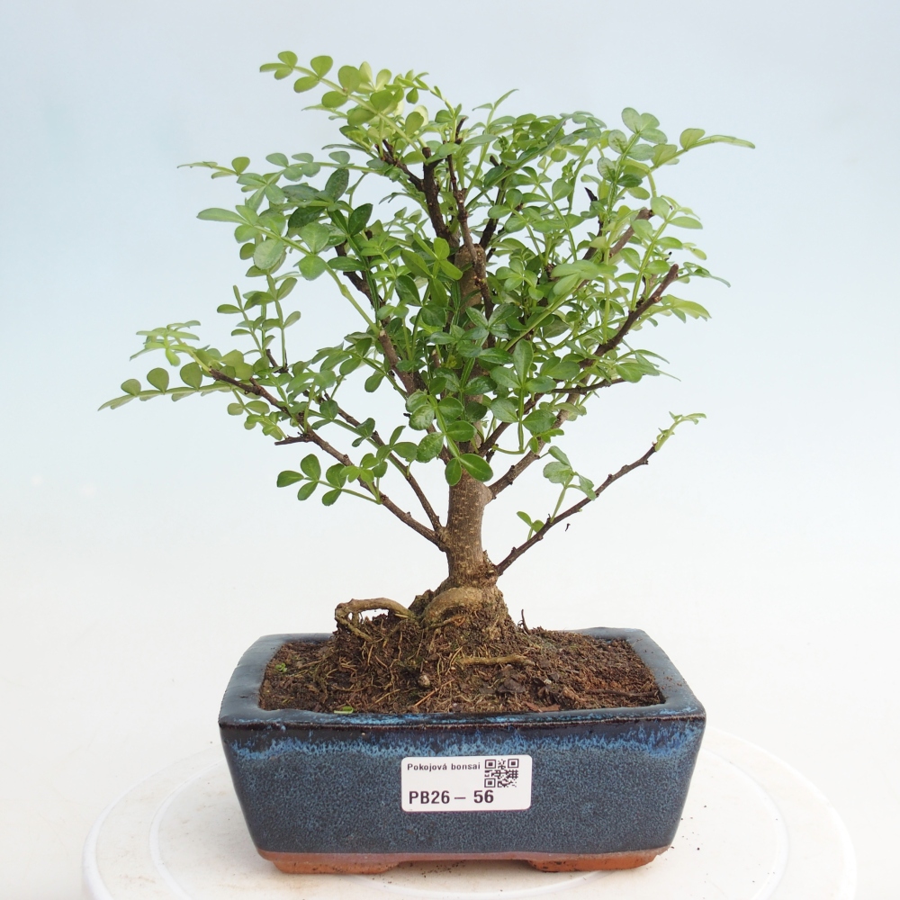 Izbová bonsai - Zantoxylum piperitum - piepor