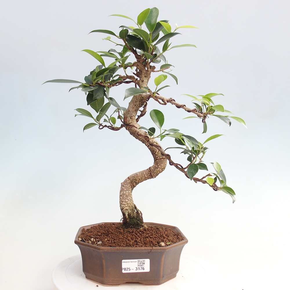 Izbová bonsai - Ficus retusa - malolistá fikus
