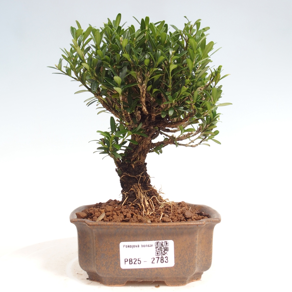 Izbová bonsai - Buxus harlandii -korkový buxus