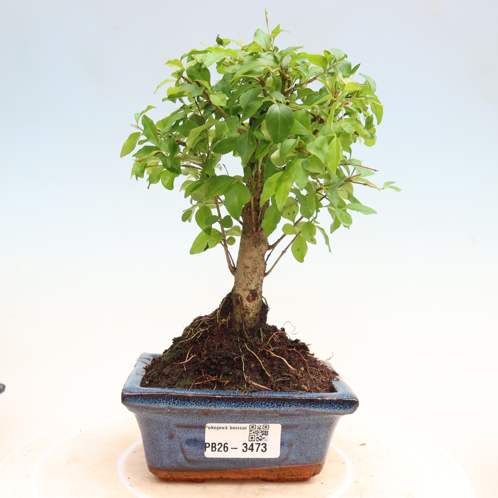 Izbový bonsaj -Ligustrum chinensis - Vtáčí zobák