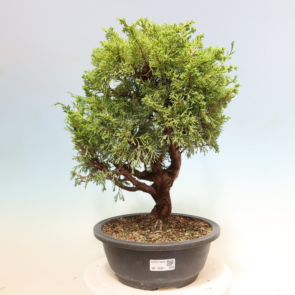 Vonkajší bonsai – Juniperus chinensis Itoigawa – čínsky jalovec