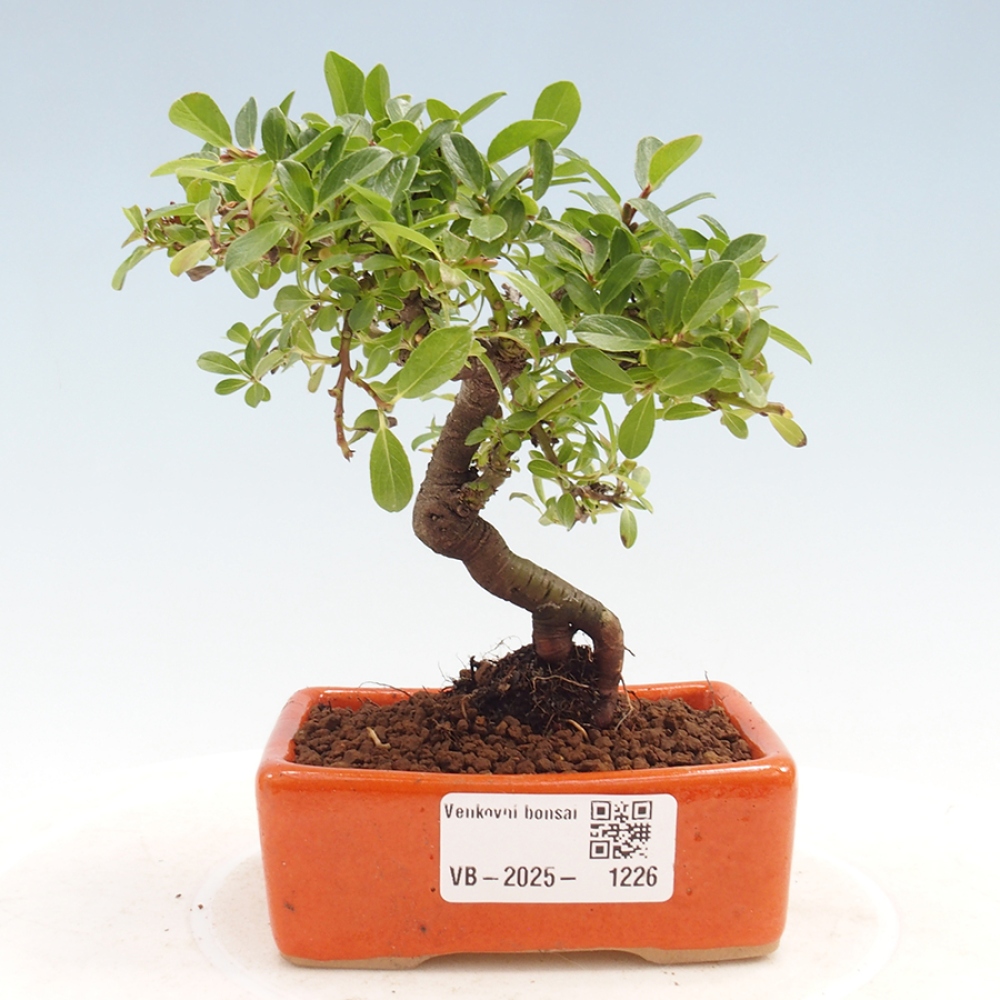 Vonkajšie bonsai - Salix - Vŕba