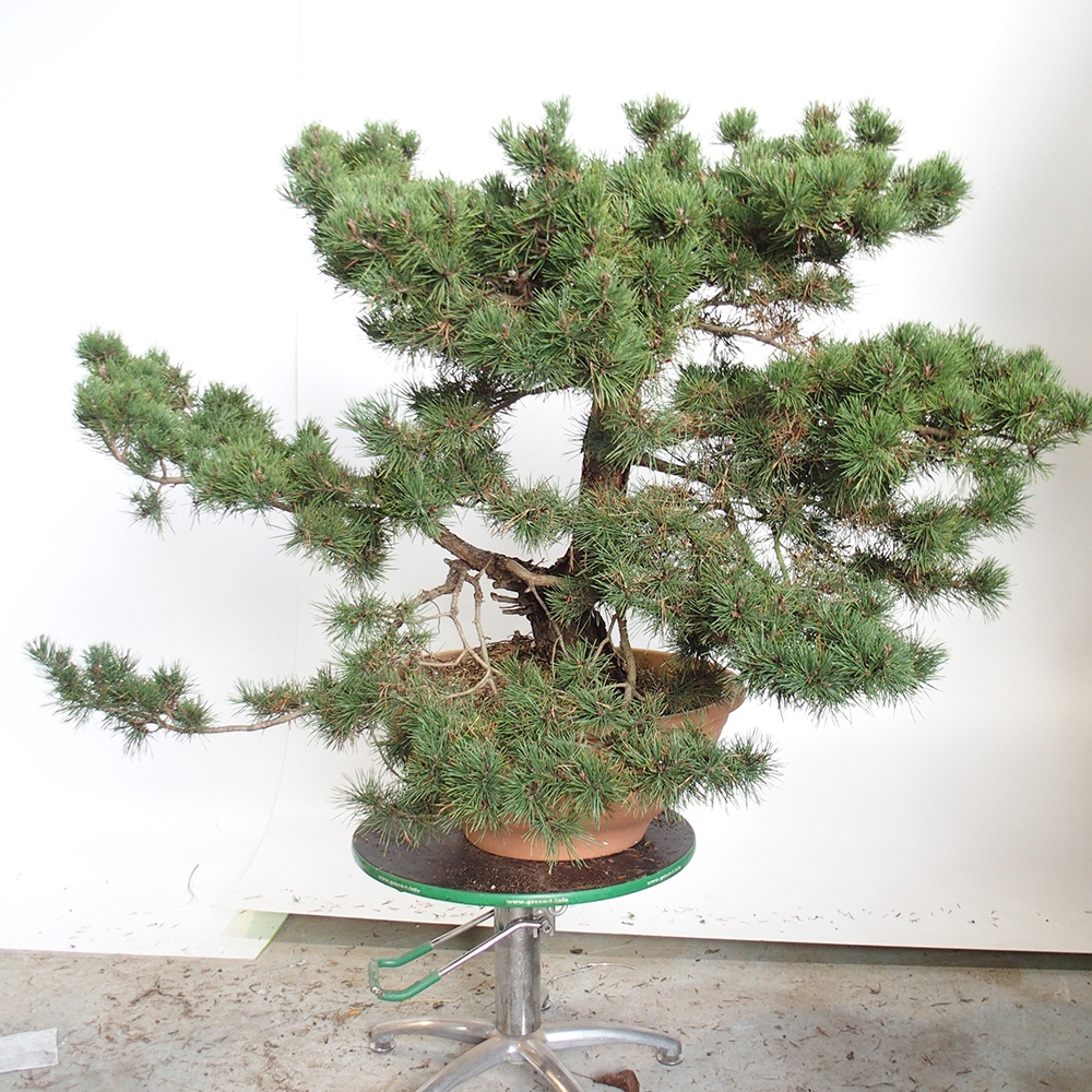 Yamadori - Pinus sylvestris Španielsko
