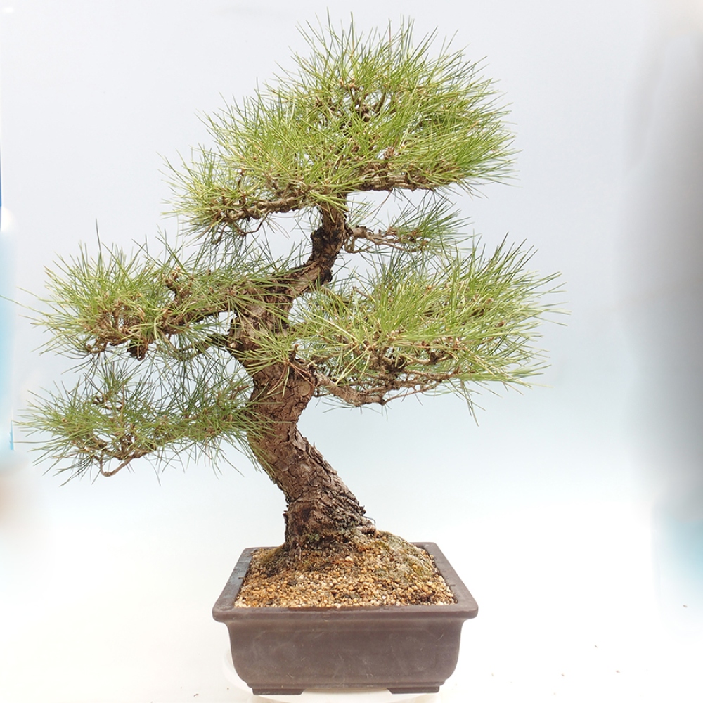 Vonkajšie bonsaje - Pinus thunbergii - borovica Thunbergova