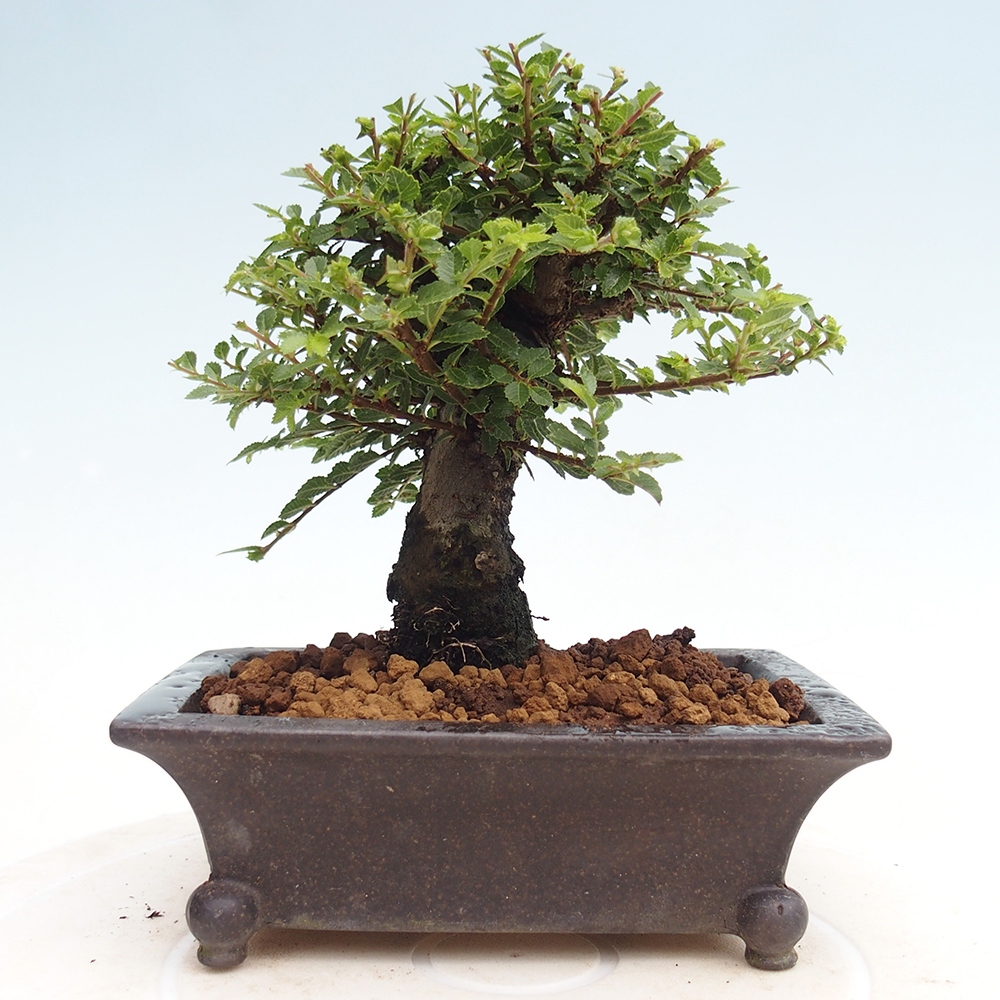 Vonkajší bonsai - Ulmus parvifolia Hokkaido - brest Čínsky