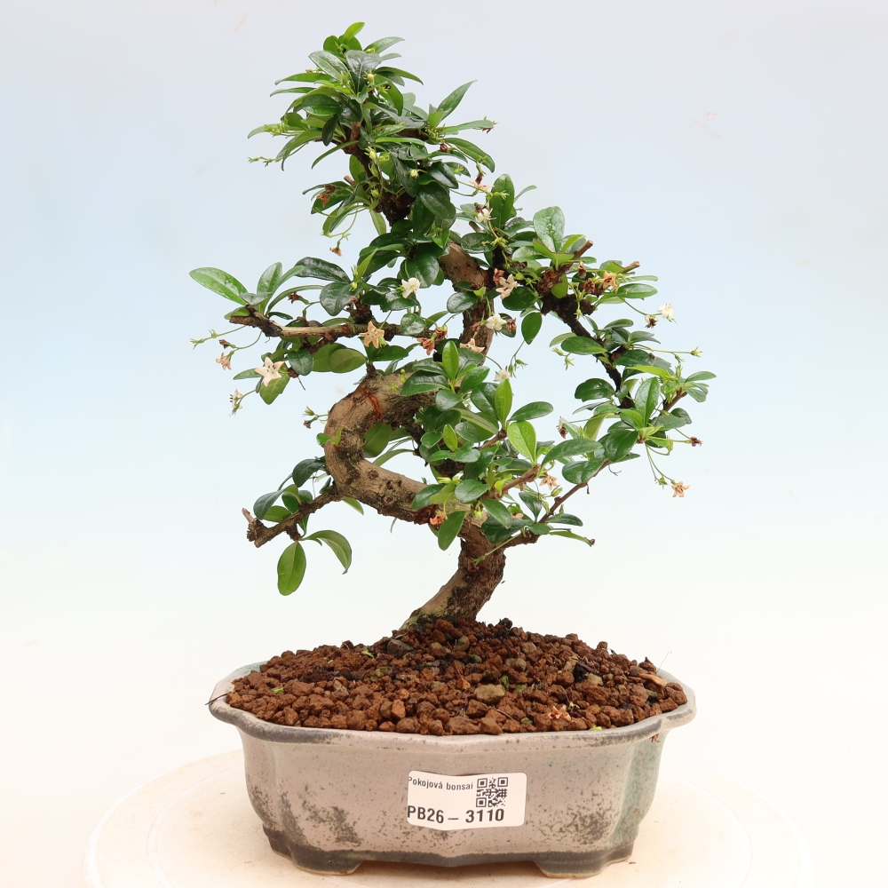 Izbové bonsaje - Carmona macrophylla - Tea fuki