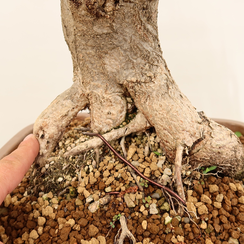 Vonkajší bonsai -Carpinus Coreana - Hrab kórejský