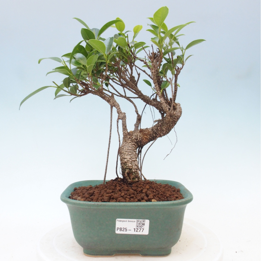 Izbová bonsai - Ficus retusa - malolistá fikus