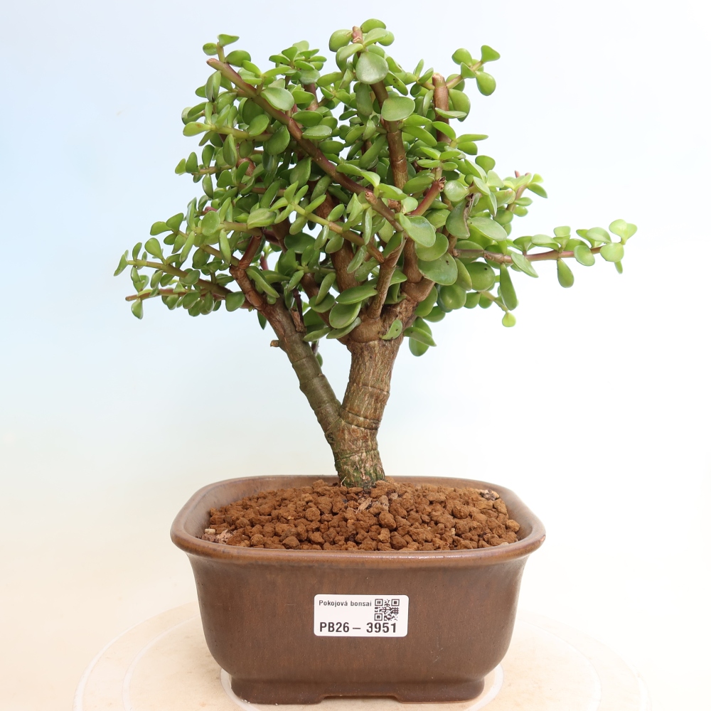 Izbové bonsaje - Portulakaria Afra - Tlustice