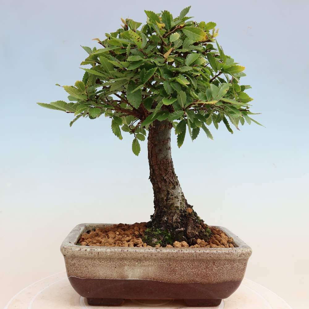 Vonkajšie bonsaje - Zelkova - Zelkova NIRE