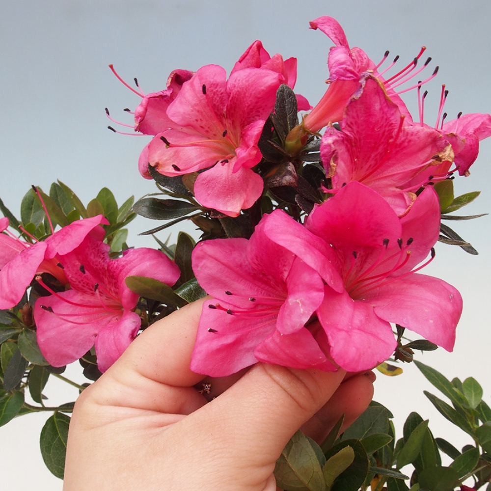 Vonkajší bonsai - Japonská azalka - Azalea sp.