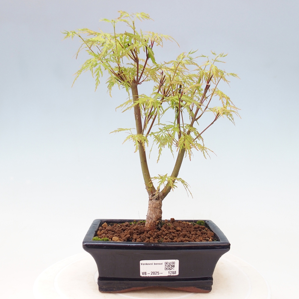 Vonkajšie bonsai - Acer palmatum Dissectum - Javor dlaňolistý 