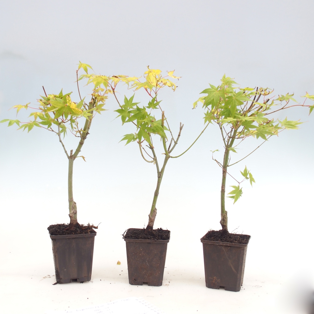 Vonkajšia bonsaj -Javorská zlatá palma - Acer palmatum Aureum v nádobe