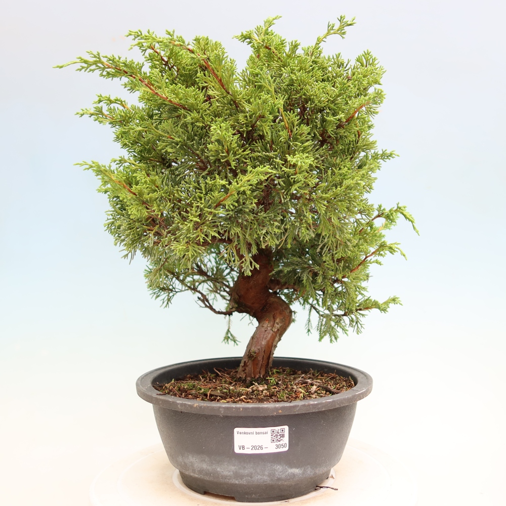 Vonkajší bonsai – Juniperus chinensis Itoigawa – čínsky jalovec