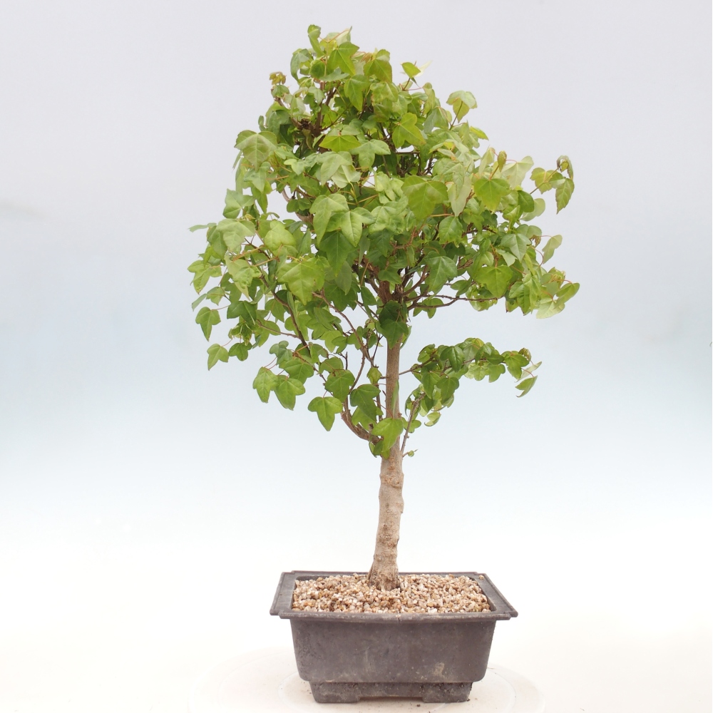 Vonkajšia bonsaj - Acer Buergerianum - Hamburgerový javor