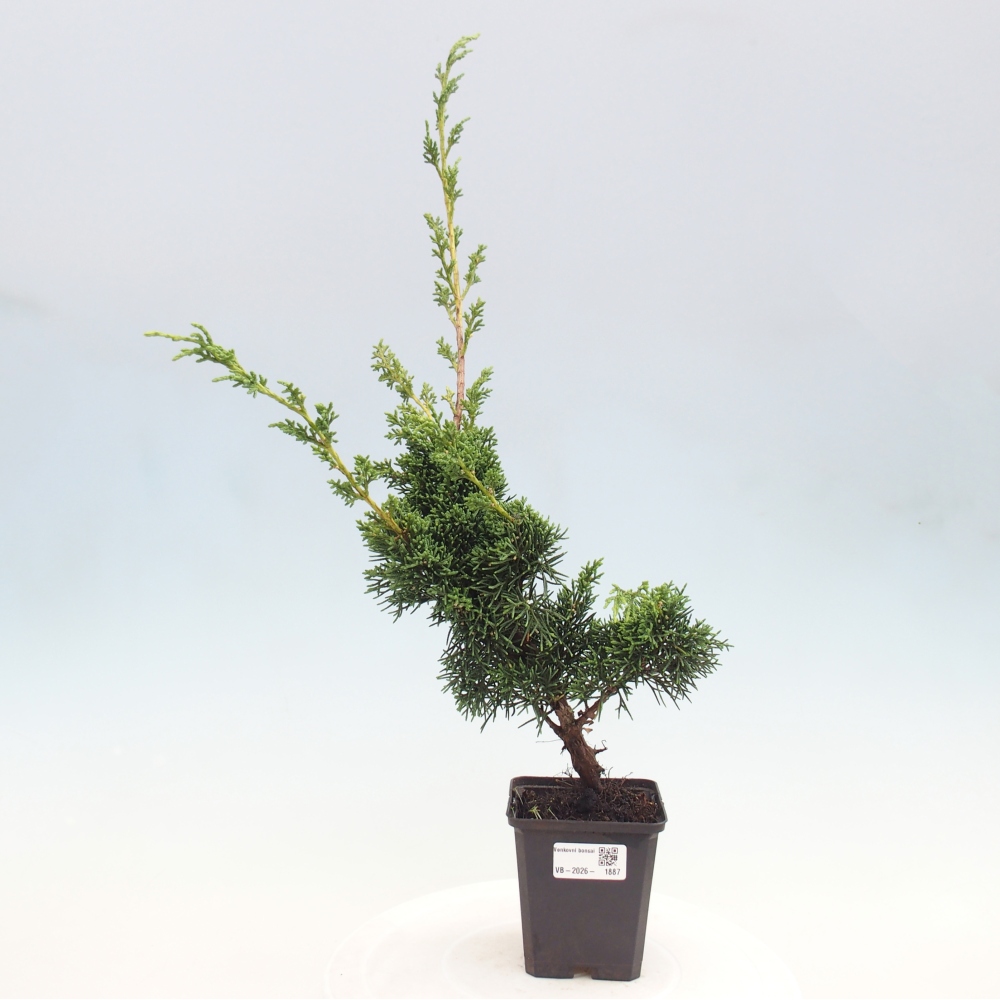 Vonkajší bonsaj - Juniperus chinensis Kishu