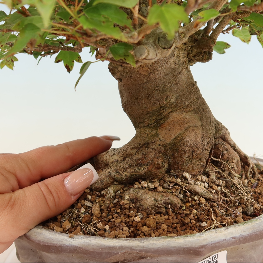 Vonkajšie bonsaje - Javor Burger - Acer Burgerianum
