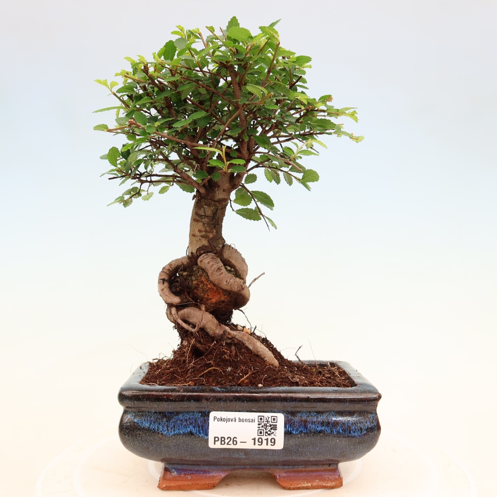 Izbový bonsaj - Ulmus parvifolia - brest malolistý