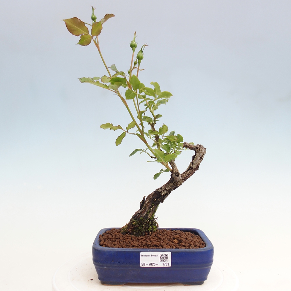 Vonkajší bonsai - Rosa Kordes - ruža