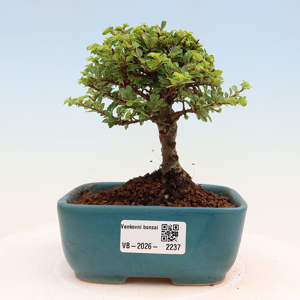Vonkajší bonsai - Ulmus parvifolia Sagei - Malolistý brest