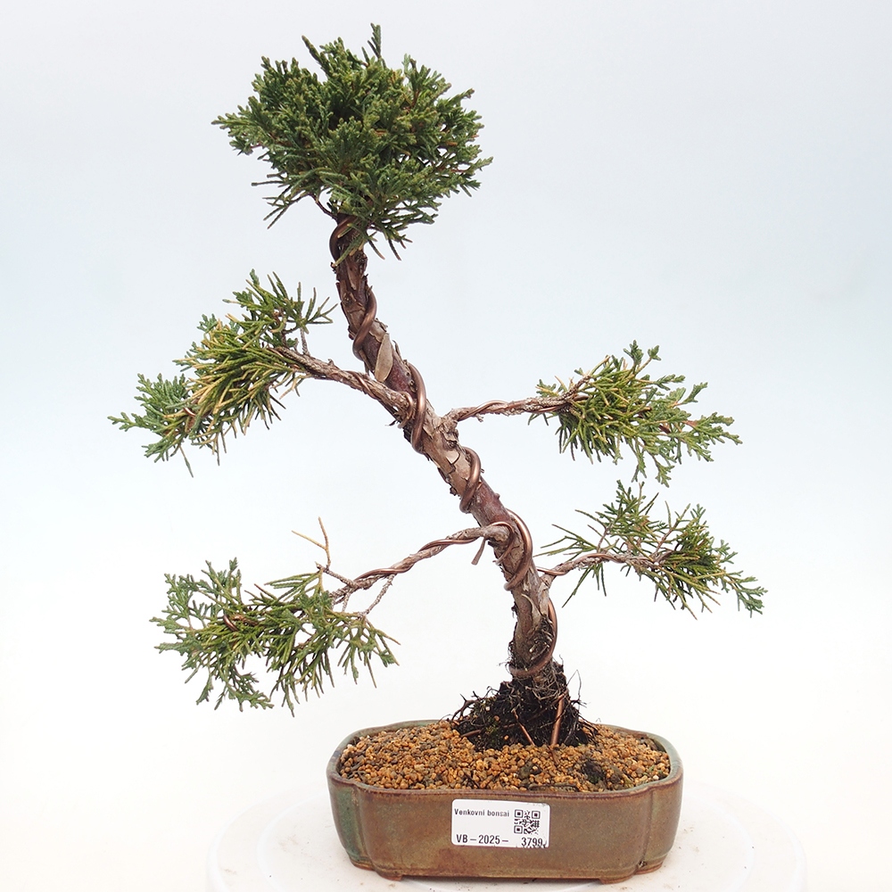 Vonkajší bonsaj - Juniperus chinensis Kishu