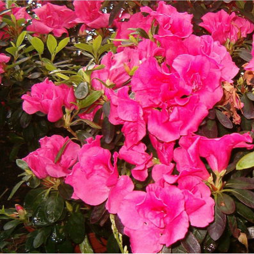 Izbové bonsaje - Rhododendron simsii - Pennywort