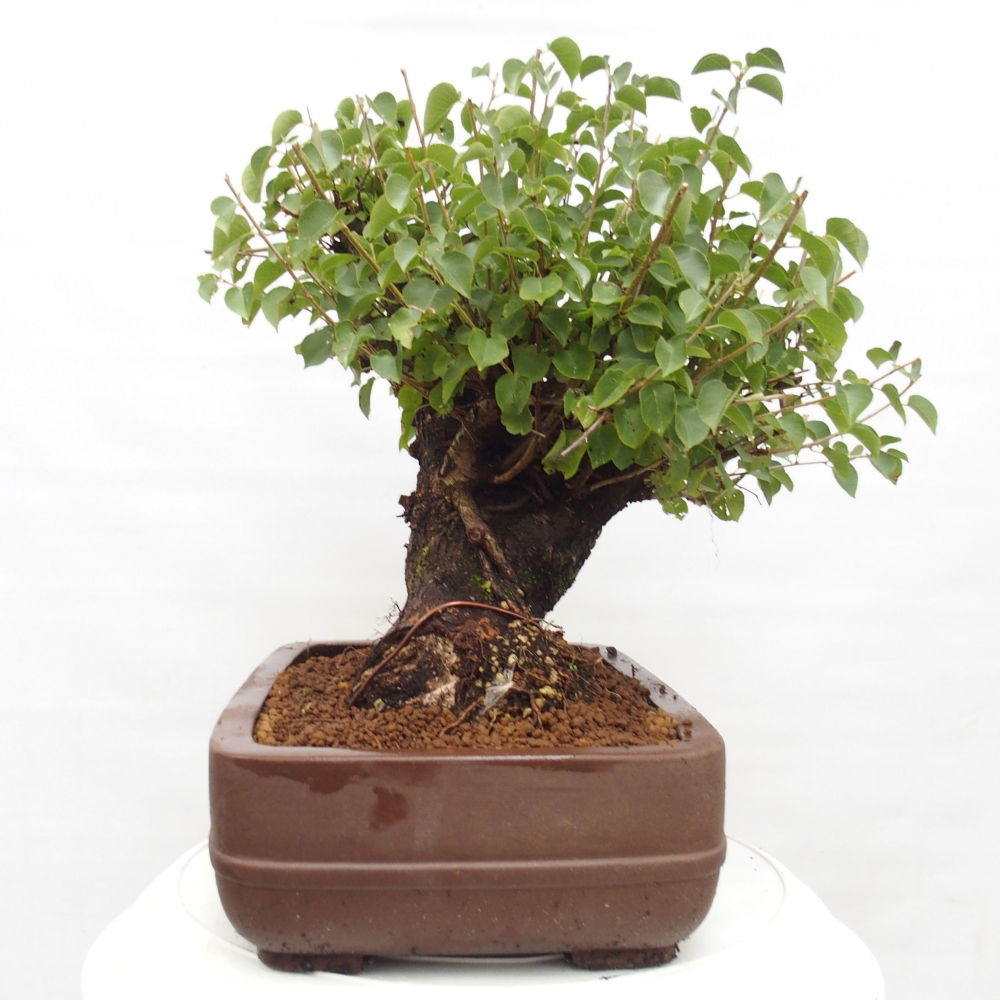 Vonkajšie bonsai - Mahalebka - Prunus mahalieb