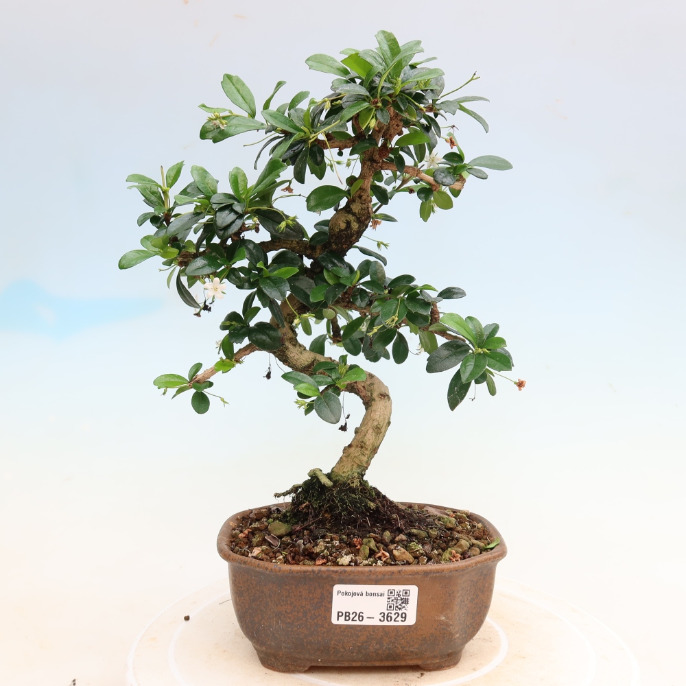Izbové bonsaje - Carmona macrophylla - Tea fuki