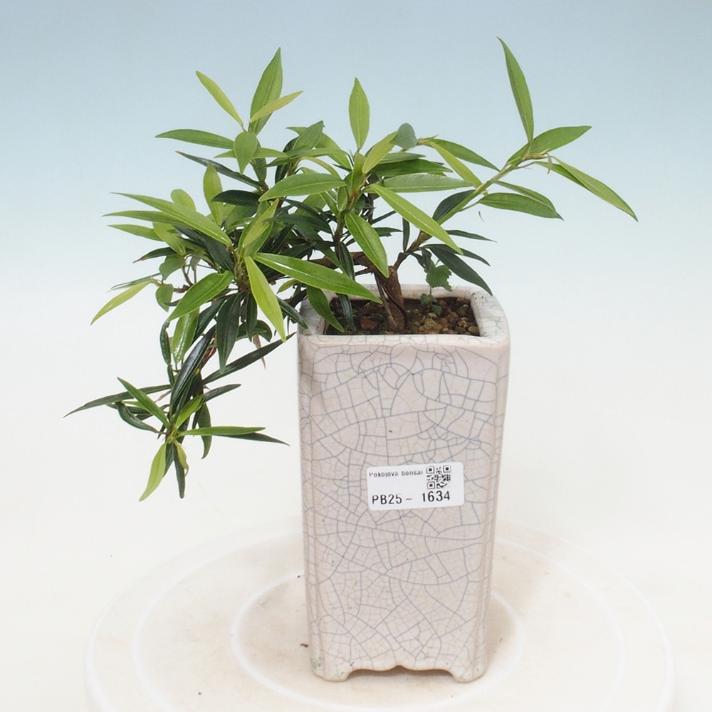 Izbová bonsai - Ficus nerifolia - malolistý fikus