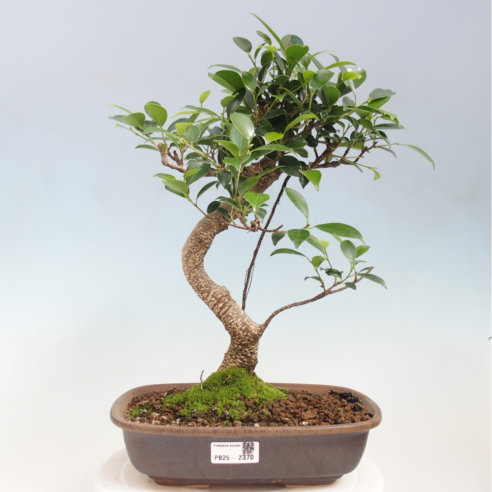 Izbová bonsai - Ficus kimmen - malolistá fikus