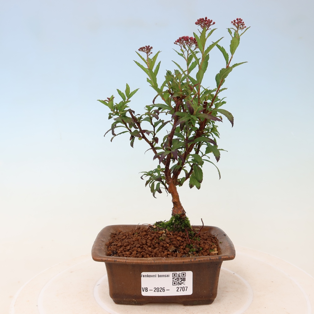 Vonkajší bonsai – spirea japonská – Spirea japonica Anthony Waterer
