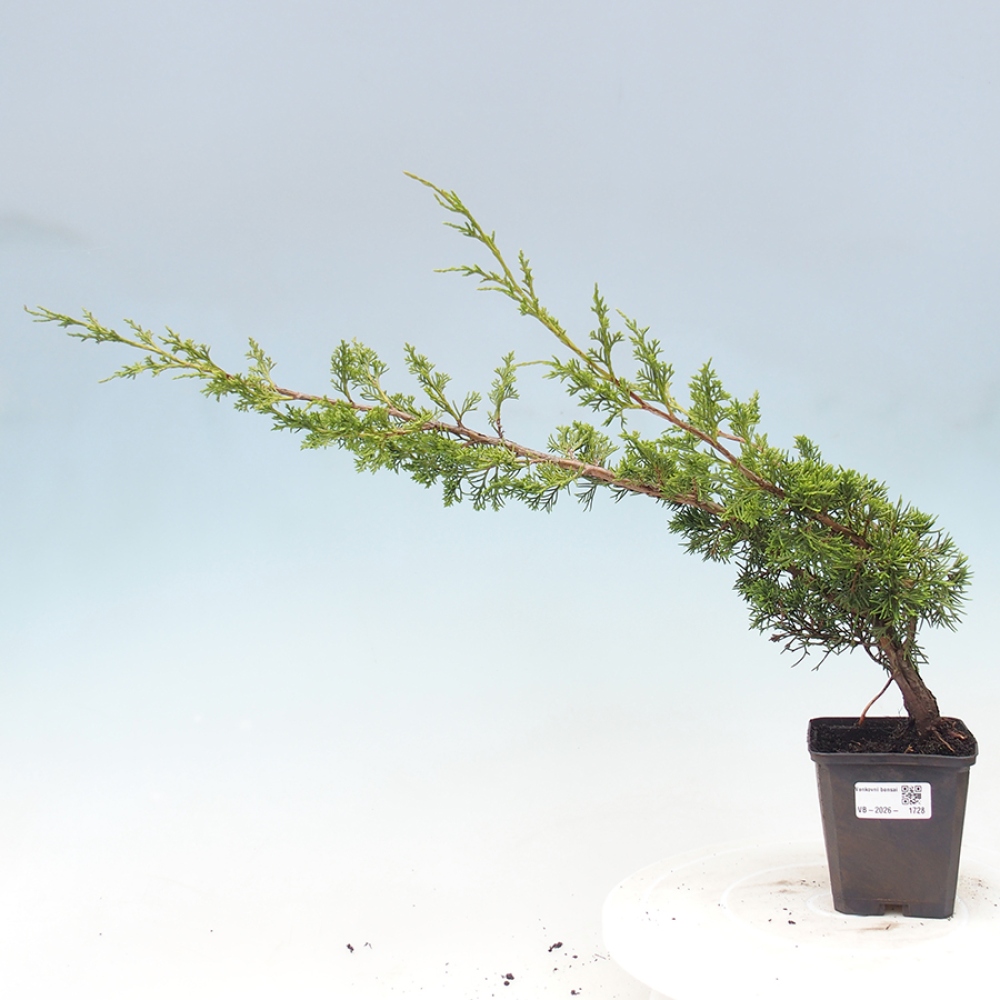 Vonkajší bonsaj - Juniperus chinensis Itoigawa