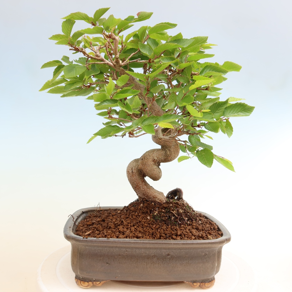 Vonkajší bonsaj -Carpinus coreana - Hrab kórejský