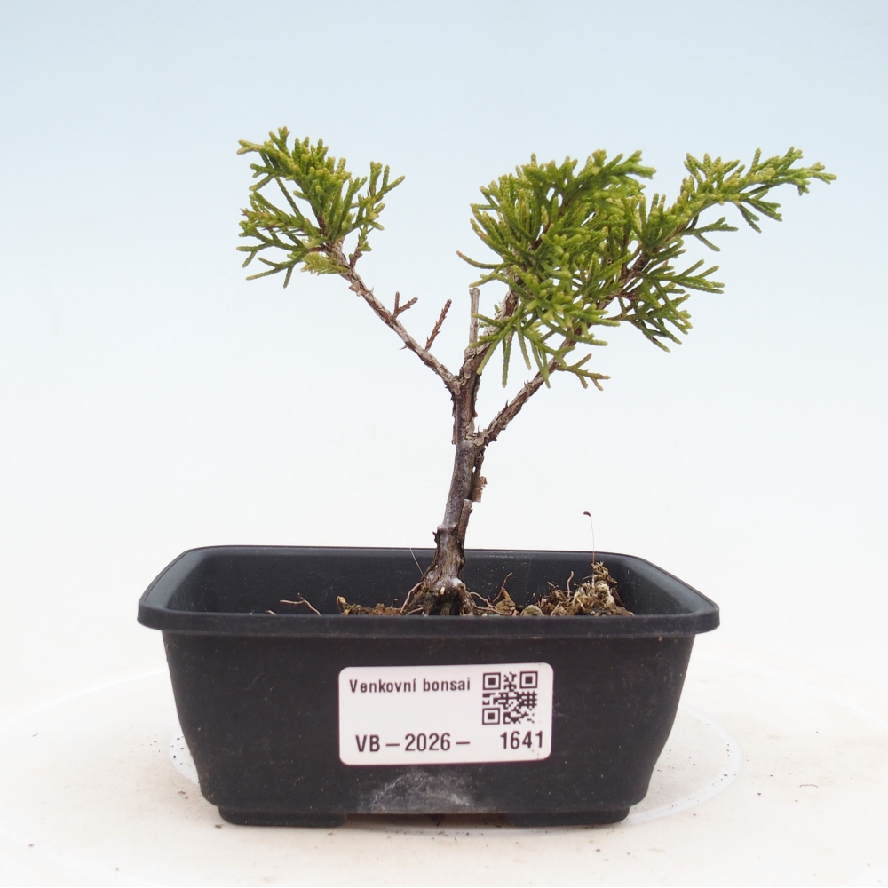 Vonkajší bonsaj - Juniperus chinensis Itoigawa