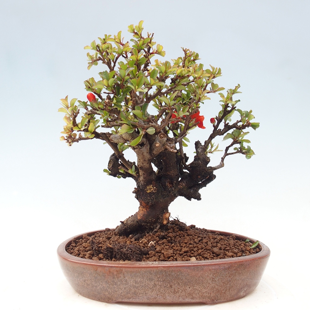 Vonkajšie bonsaje - Chaneomeles speciosa - Kdoule