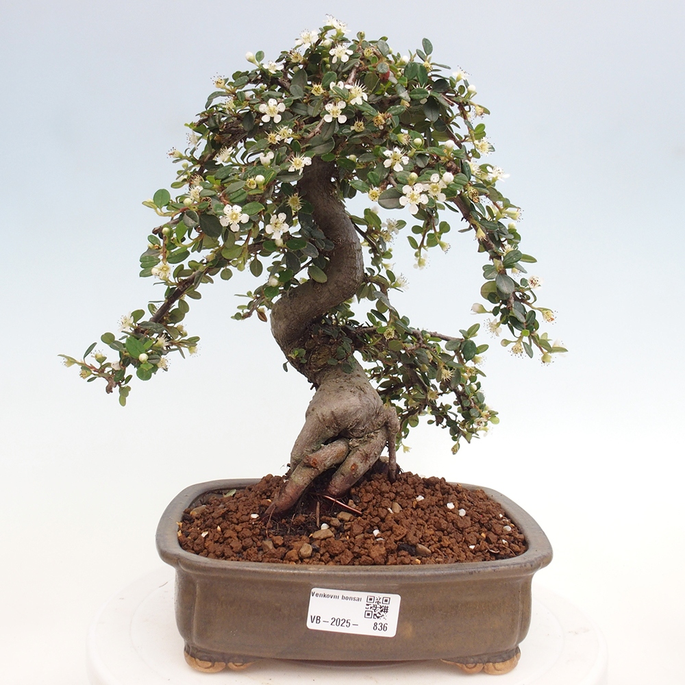 Vonkajší bonsai-Cotoneaster dammeri - Skalník Damerov