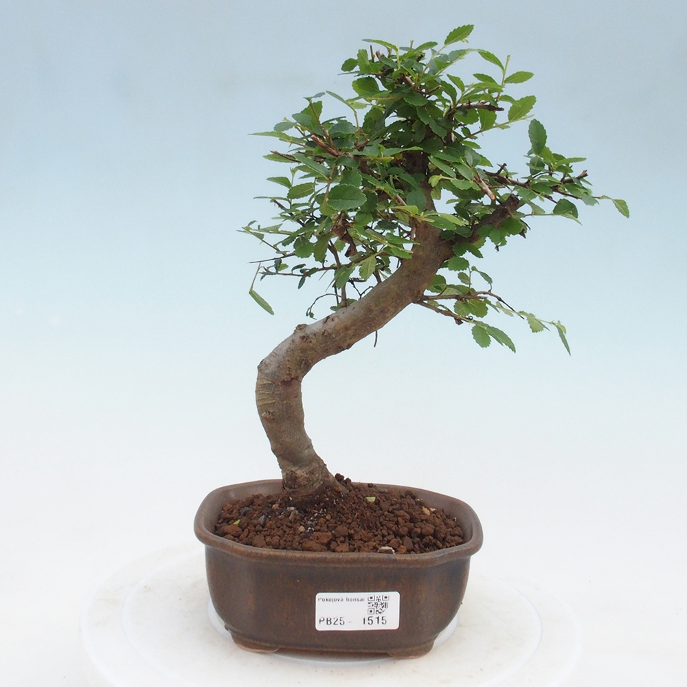 Izbová bonsai-malolistá brest 