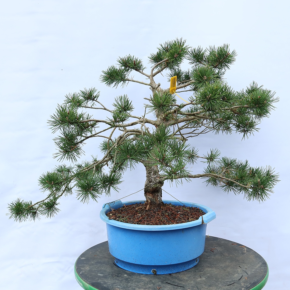 Pinus sylvestris Španielsko – borovica lesná
