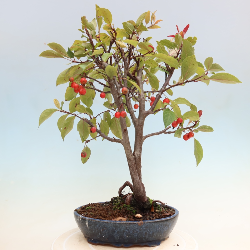 Vonkajšia bonsaj -Malus domestica - Maloplodá jabloň s červenými listami