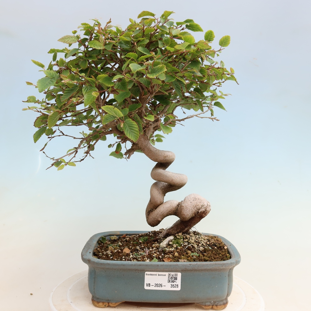 Vonkajšie bonsaje -Carpinus CARPINOIDES - Hrab kórejský