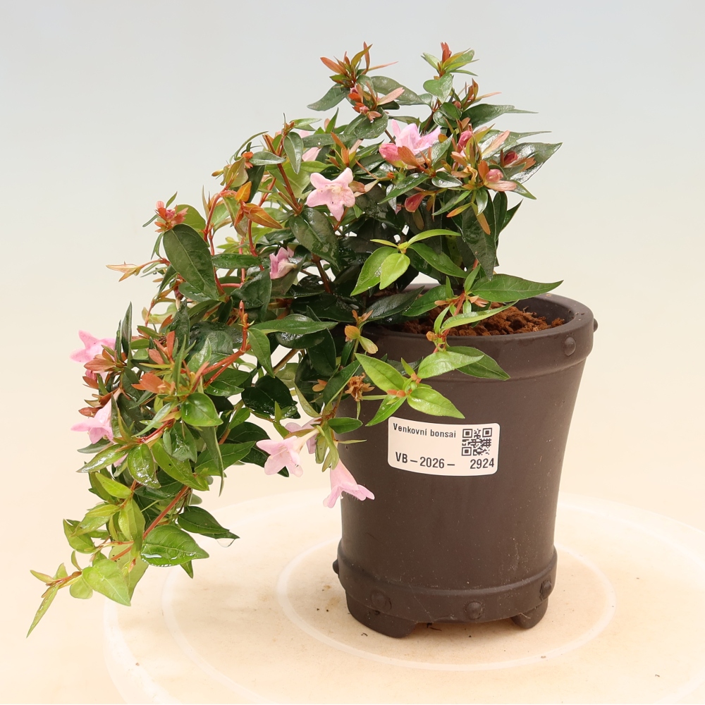 Vonkajší bonsai – Abelia Edward Goucher – Abelia veľkokvetá