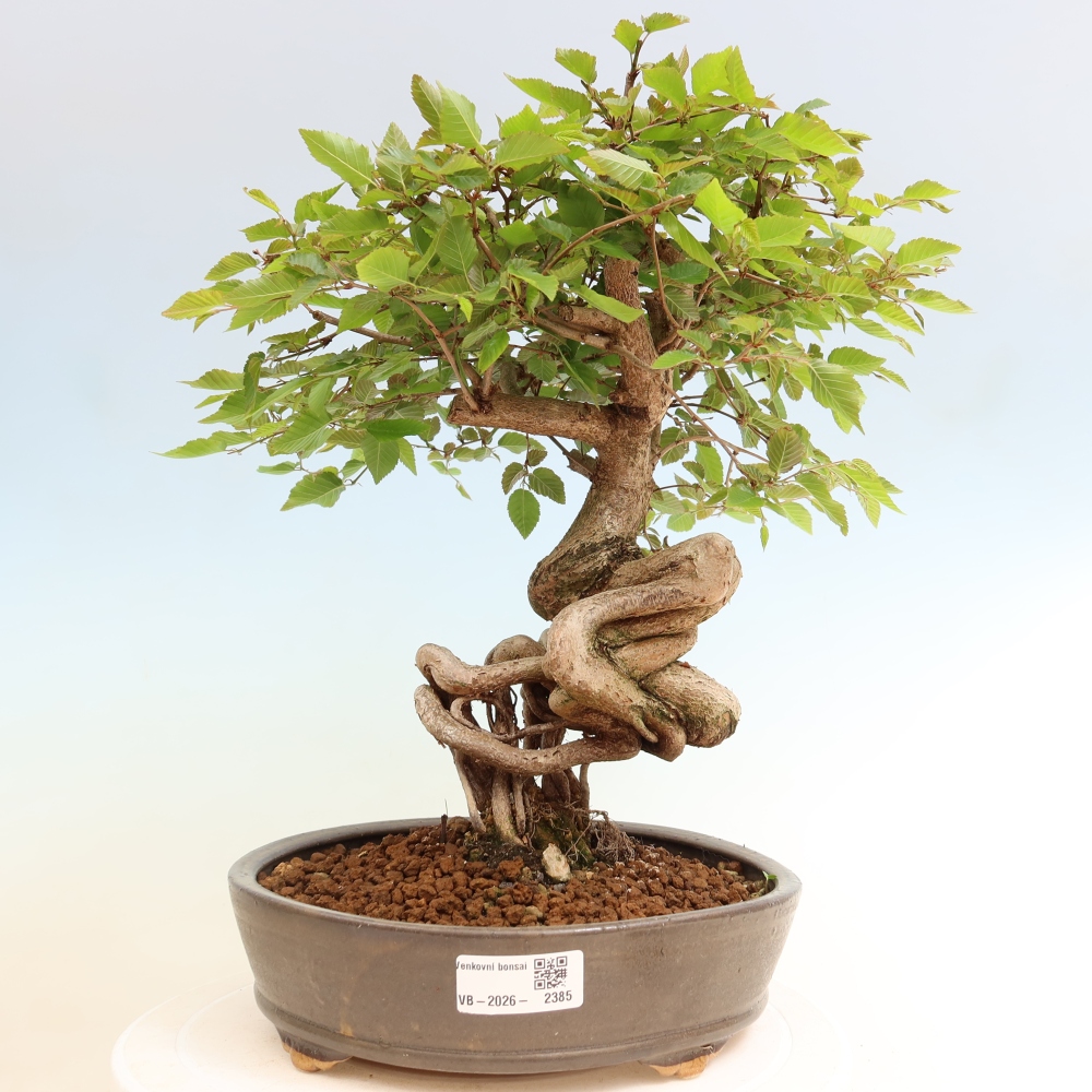 Vonkajší bonsaj -Carpinus coreana - Hrab kórejský
